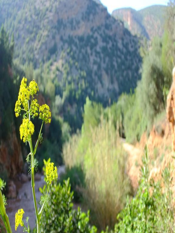 Riad Cascades D'Ouzoud Bagian luar foto